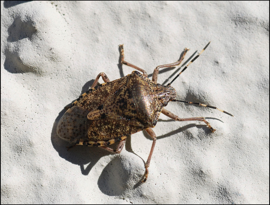 Pentatomidae: Rhaphigaster nebulosa dell''Appennino (MO)